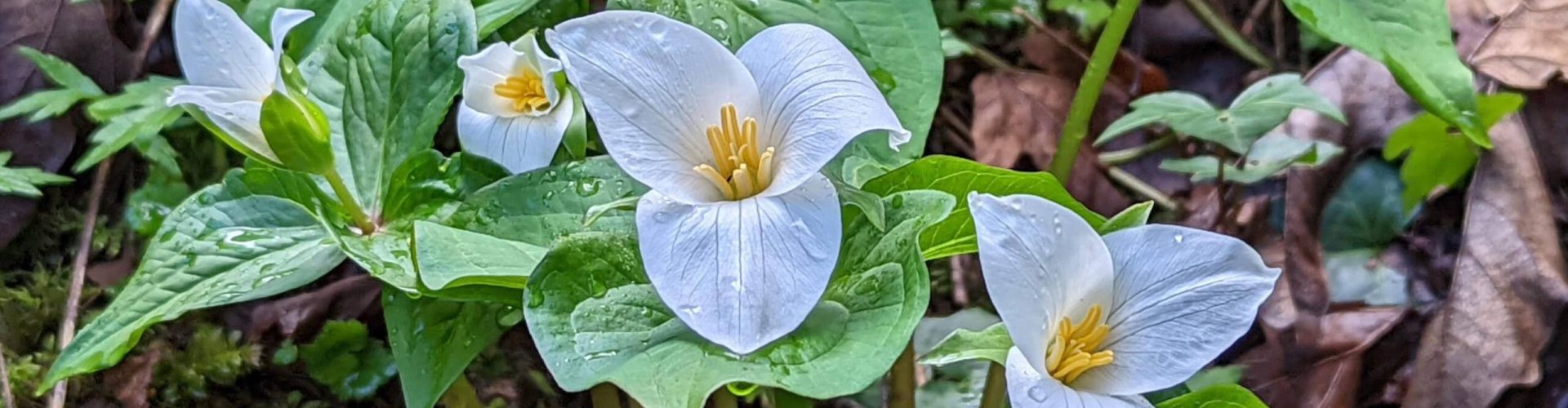 Trilliums by Sue Strater Mar 2022 (1) Trillium Flowers